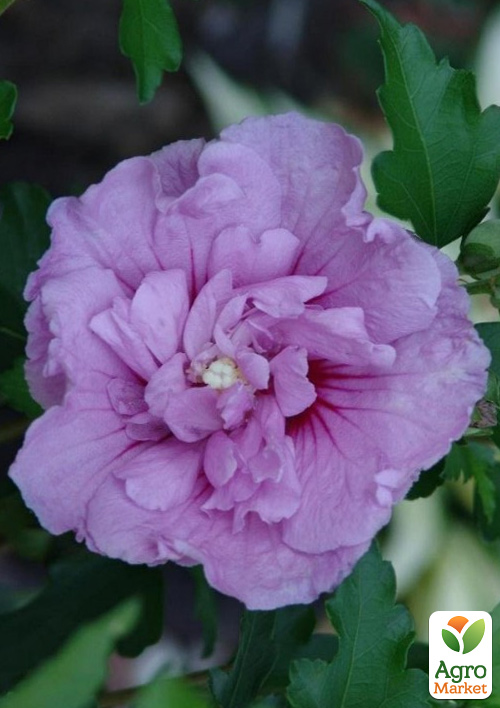 

Гібіскус деревовидний махровий Лавандовий шифон (Lavender Chiffon)