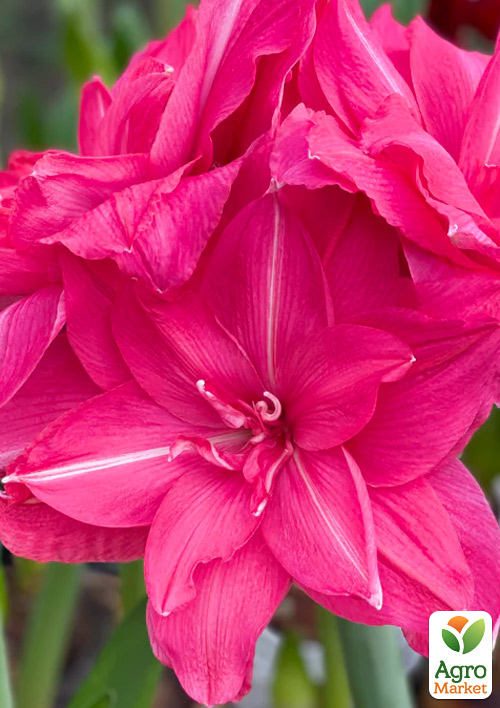 

Гиппеаструм махровый Candy Nymph (Амариллис)