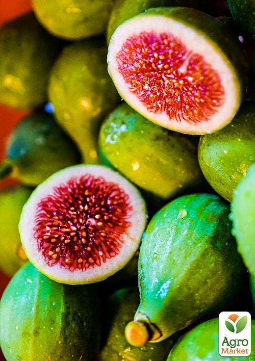 

Ексклюзив! Інжир жовто-зелений Тріумфальний (Triumphal) (преміальний високоврожайний сорт)