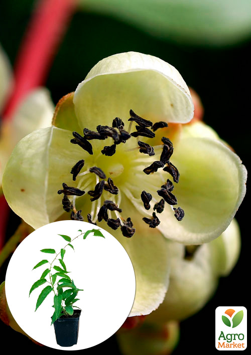 

Ексклюзив! Актинідія чоловіча квітка запильник Фаворит (Favorite) (преміальний сорт, запилює до 6-7 жіночих квіток)