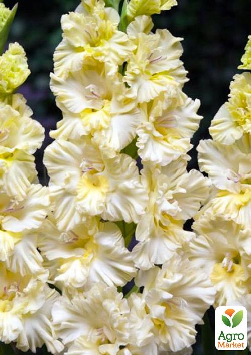 

Гладіолус Octopus 3шт