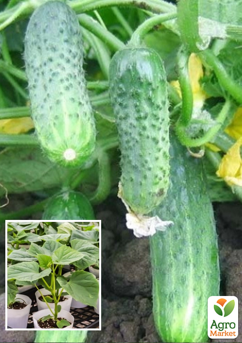 

Розсада Огірок «Кріспіна F1» (фермерське вирощування)