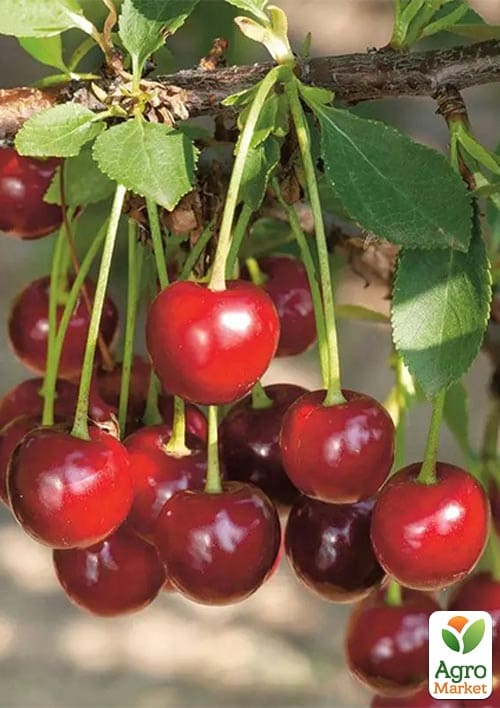 

Вишня Кантор Янош Фюртош (літній сорт, пізній термін дозрівання)