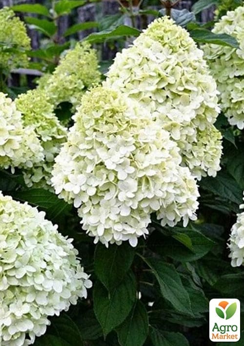 

Гортензия метельчатая крупноцветковая Hercules