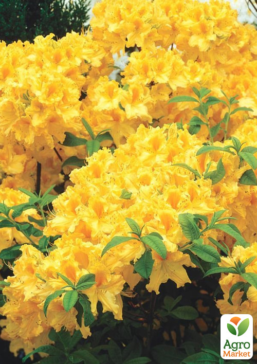 

Азалія 2-х річна Yellow Pom Pom С1.5 висота 25-50см