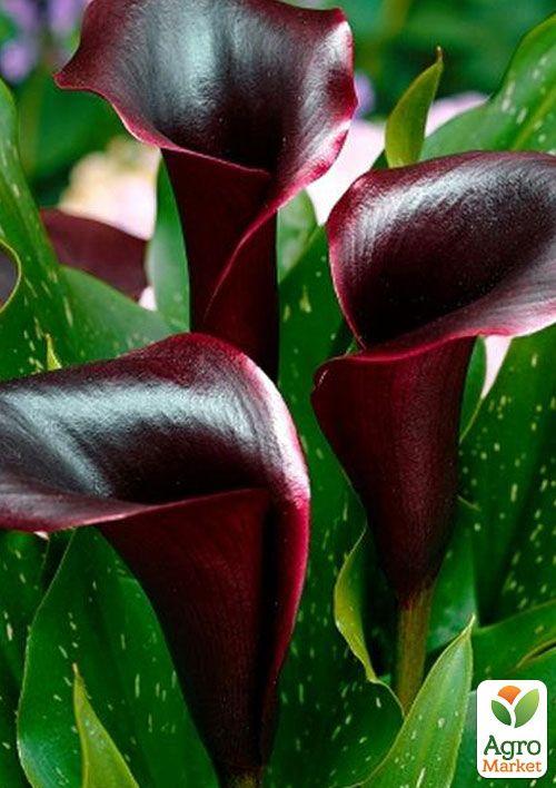 

Калла Schwarzwalder 1шт в упаковці