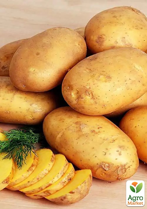 Картопля "Королева Анна" насіннєва середньостигла (1 репродукція) 1кг