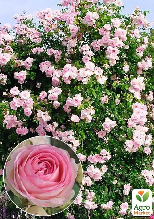 

Ексклюзив! Троянда плетиста сріблясто-рожева напівмахрова Перлина стилю (Pearl of style) (саджанець класу АА +, преміальний витривалий сорт)