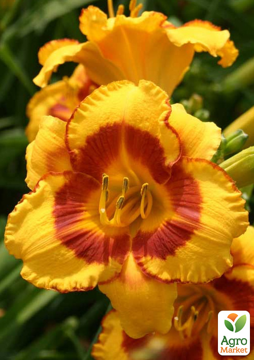 

Лилейник Fooled Me 1шт в упаковке