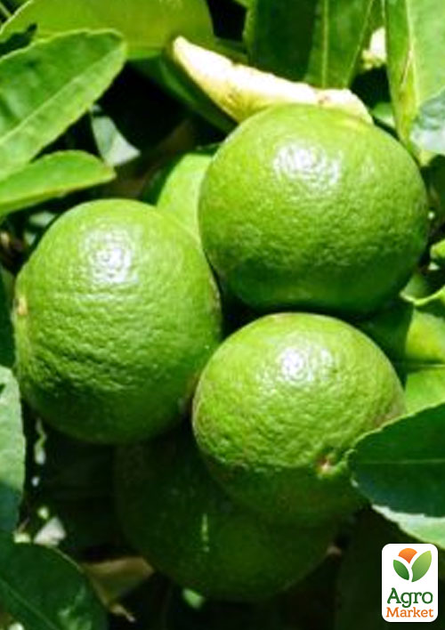 

Лайм Мексиканський (вкоріненого живця)