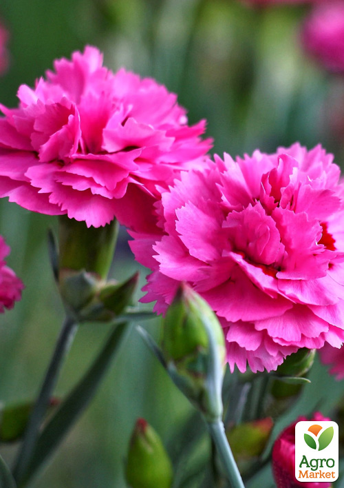 

Гвоздика Махрова Carmen Purple