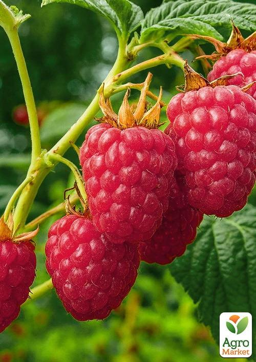 

Малина Лячка (ранній термін дозрівання, сорт добре стійкий до хвороб) 1-річний саджанець