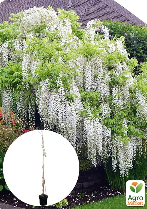 

LMTD Вістерія (гліцинія) Sinensis Alba 5-річна (висота 120-170см)