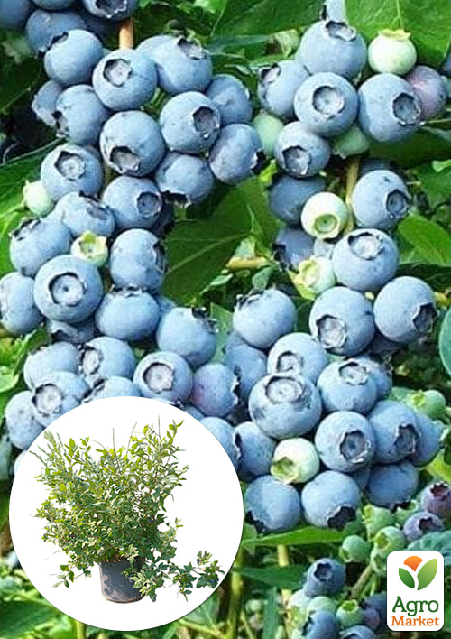 

Лохина 5-річна «Блюкроп» (Bluecrop), контейнер 40 л