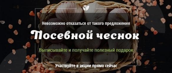 Выписывайте посевной чеснок и получайте полезный подарок от Agro-Market.ua Выписывайте посевной чеснок и получайте полезный подарок от Agro-Market.ua