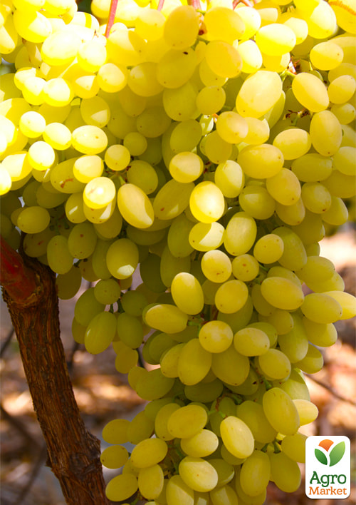 

Виноград Гелиодор (кишмиш сверхраннего срока созревания, морозостойкий)