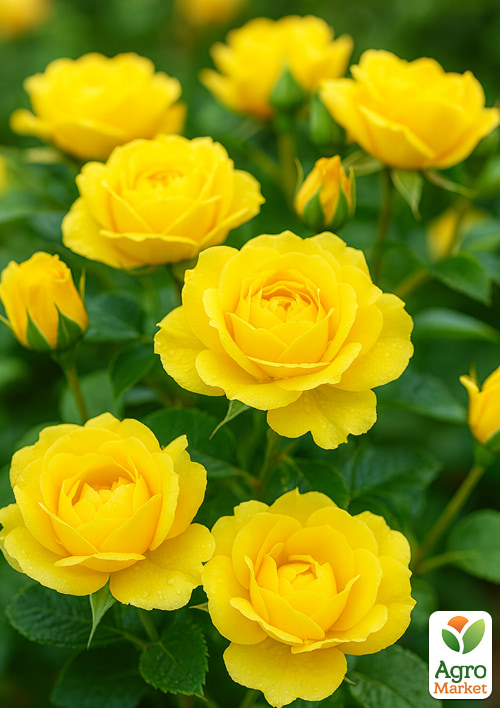 

Роза флорибунда Golden Wedding (саженец класса АА+) высший сорт