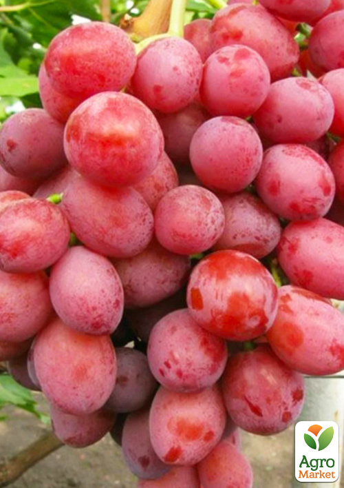 

Виноград Розмус (сверхранний сладкий сорт с мускатным ароматом)