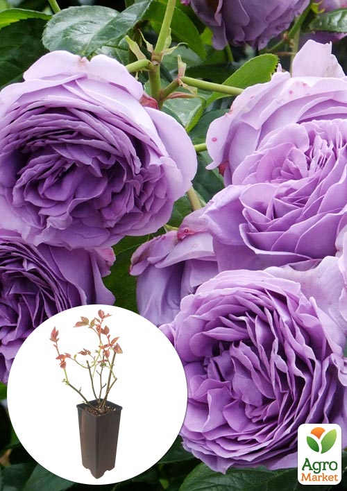 

Роза чайно-гибридная Blue Sky Free в контейнере, высший сорт