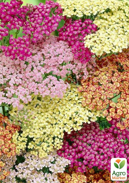 

Деревій Patchwork (посухостійка садова багаторічна рослина)