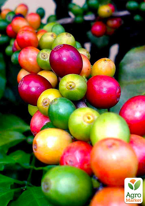 

Эксклюзив! Кофе ярко-красный Особенный (Special) (премиальный, высокоурожайный сорт)