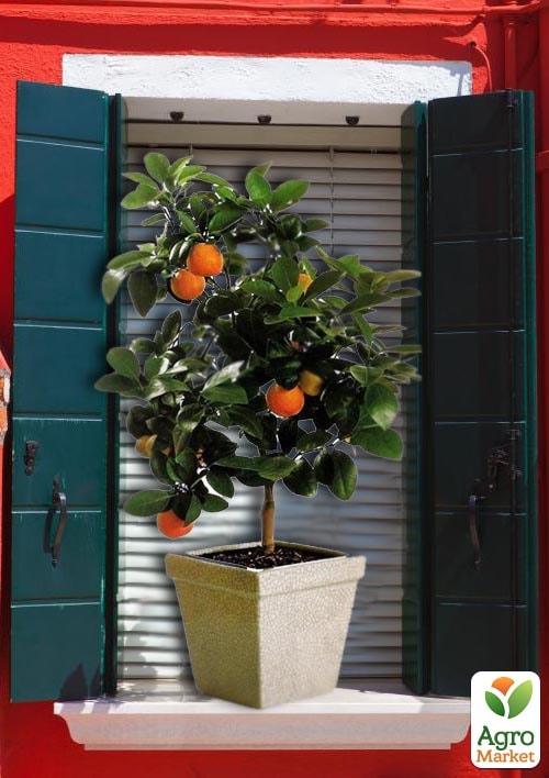 

Апельсин Аджарський