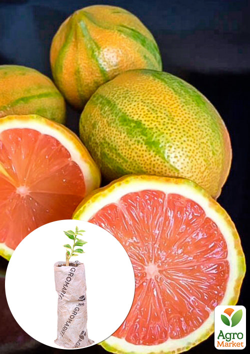 

Лайм вариегатный Tahiti Variegata (очень сочный, ароматный плод)
