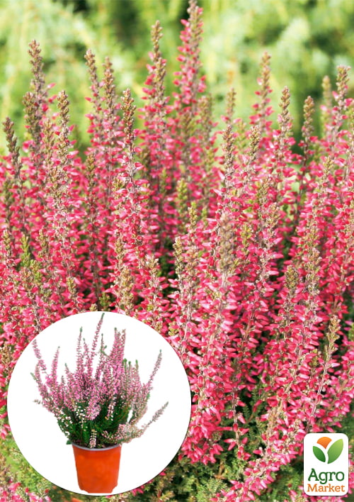 

Верес звичайний Athene