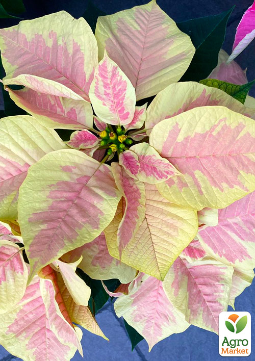 

Пуансеттия Beauty Marble (Рождественская Звезда)