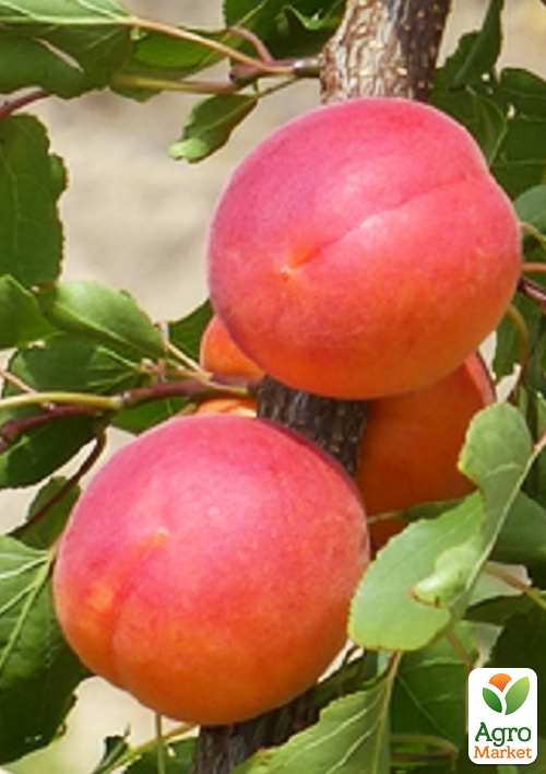 

Абрикос Самурай (крупноплодный, ранний срок созревания)