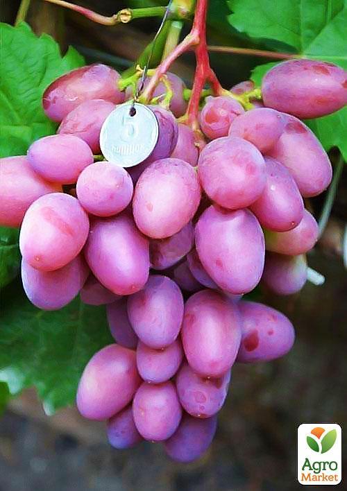 

Виноград Парижанка (надранній термін дозрівання, має тривалий термін зберігання ягід)