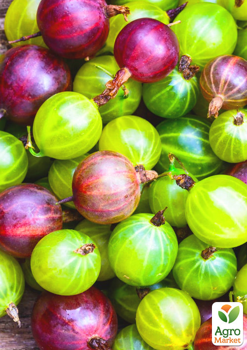 

Уценка!!! Крыжовник микс сортов.