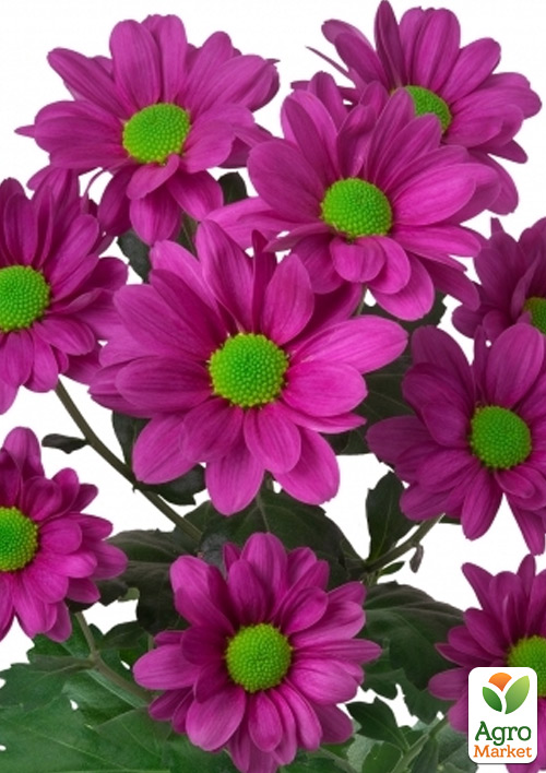 

Хризантема кущова середньоквіткова Jackson Purple
