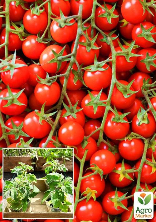 

Розсада Томат Черрі «Червоний» (фермерське вирощування), 1шт в упаковці