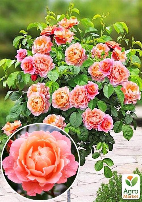 

Троянда штамбова Marie Curie (саджанець класу АА +) вищий сорт