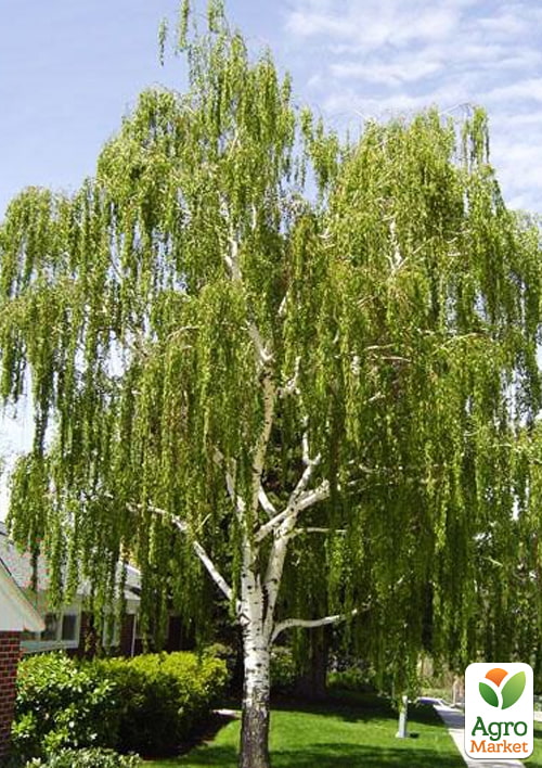 

Береза повислая Dalecarlica С20 высота 100-150см