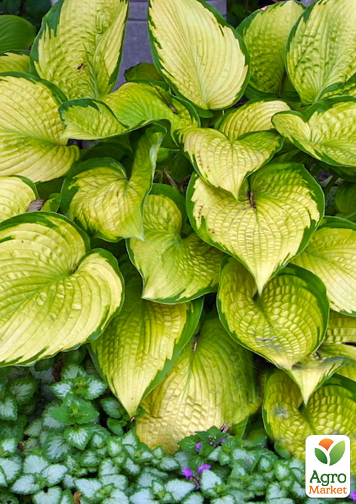 

Хоста Gold Standard