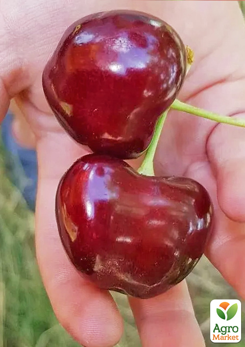 

Черешня Гігантелла (літній сорт, середній термін дозрівання)