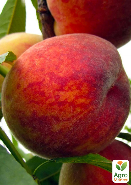 

Персик Посол Миру (літній сорт, середній термін дозрівання)