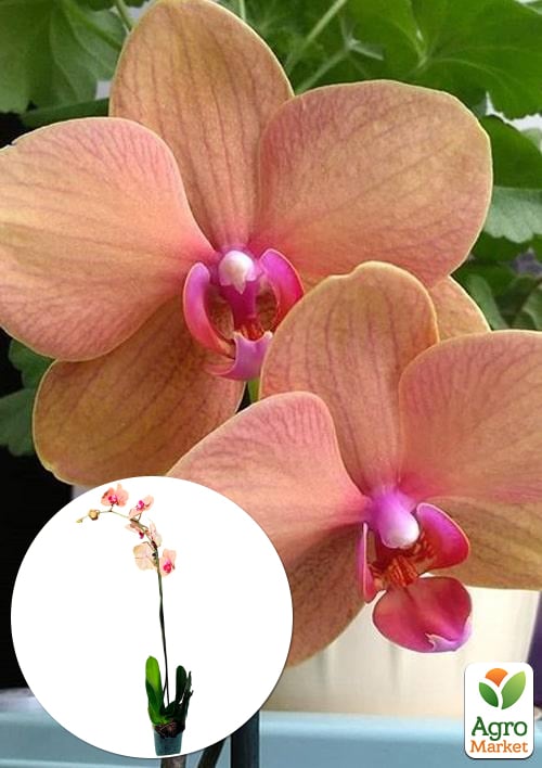 Орхидея (Phalaenopsis) "Apricot" 1 саженец в упаковке (комнатный) Нидерланды