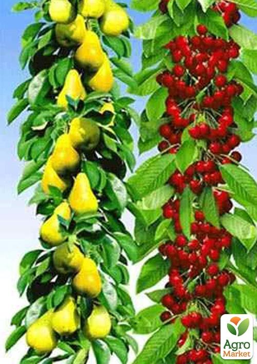 

Колоновидні, комплект з 2-х сортів Груша Г-3 + Черешня Сільвія 2шт саджанців