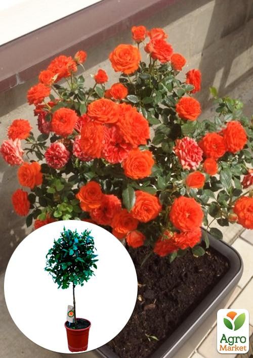 

LMTD Роза на штамбе цветущая 3-х летняя Royal Oranje (укорененный саженец в горшке, высота50-80см)
