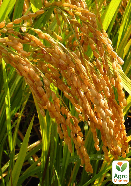 

Ориза Oryza sativa (рис посевной) С1,5