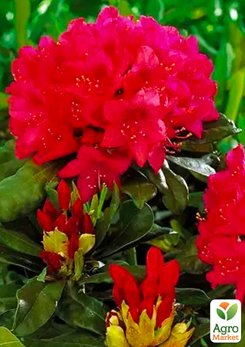 

Рододендрон гибридный Dotello