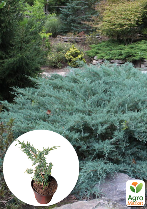 

Можжевельник виргинский Blue Cloud С3, высота 20-25см