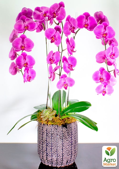 Орхидея (Phalaenopsis) "Cascade Lilac" 1 саженец в упаковке (комнатный) Нидерланды