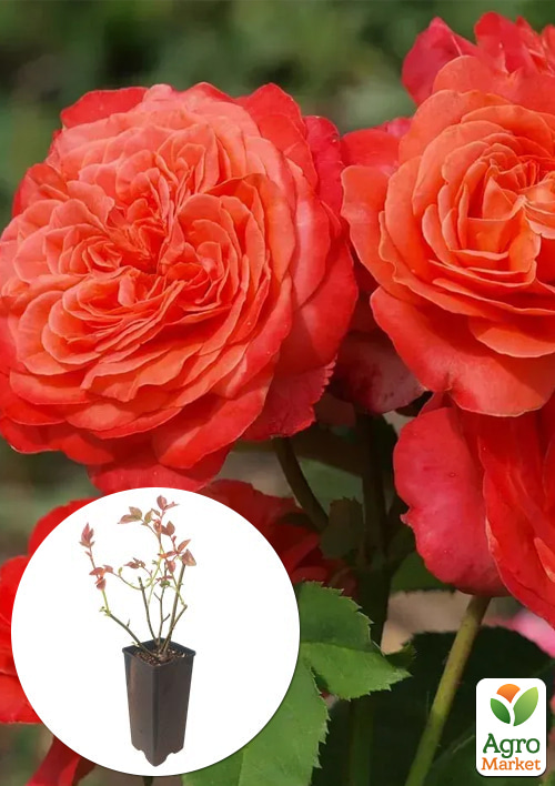 

Троянда шраб Emilien Guillot у контейнері, вищий сорт