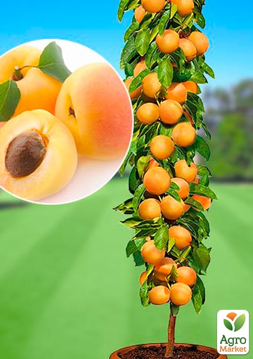 

Абрикос колоновидный Санни