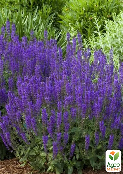 

Шалфей Дубравный Sensation Medium Violet