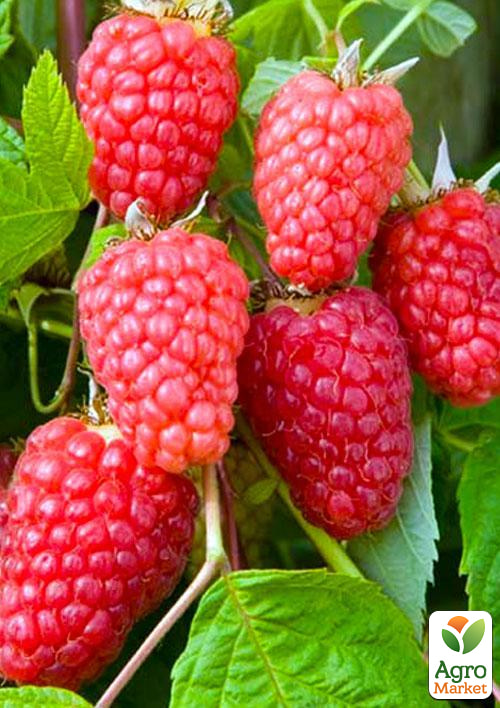 

Малина Геракл (ремонтантный высокоурожайный сорт) 1-летний саженец